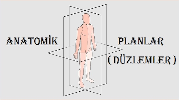 Anatomik Planlar - Anatomik Düzlemler