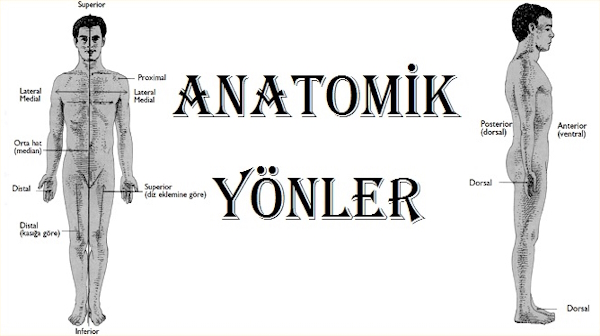 Anatomik Yönler