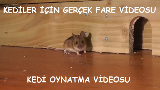 Kediler İçin Gerçek Fare Videosu | Kedi Oynatma Videosu
