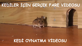 Kediler İçin Gerçek Fare Videosu - Kedi Oynatma Videosu