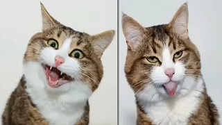 Kedi Emojiler