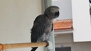 Türkçe Konuşan Papağan
