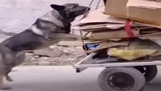 Yardımsever Köpek