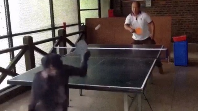 Tenis Oynayan Maymun